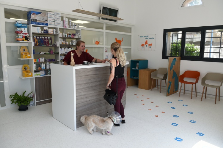 Consultation de vaccination pour un chien