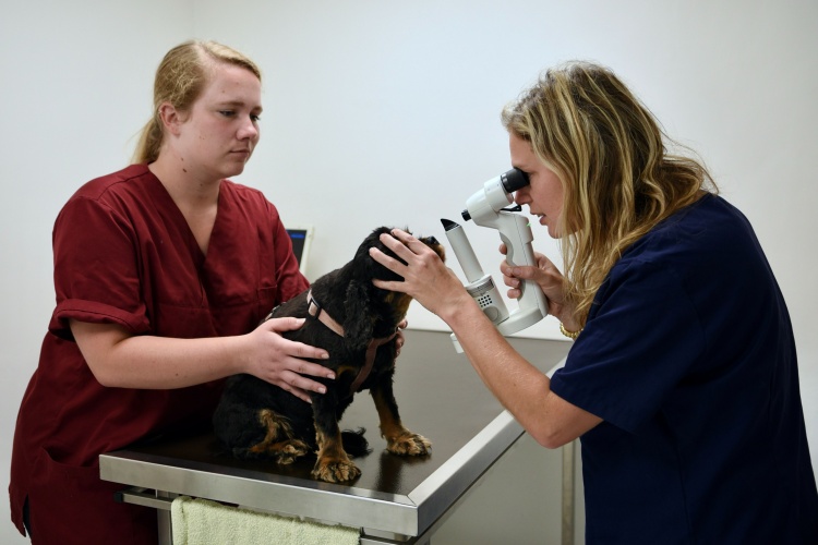 Alimentation adaptée pour chien et chat