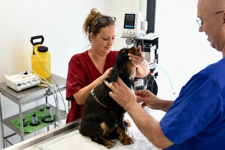 Préparer une consultation vétérinaire